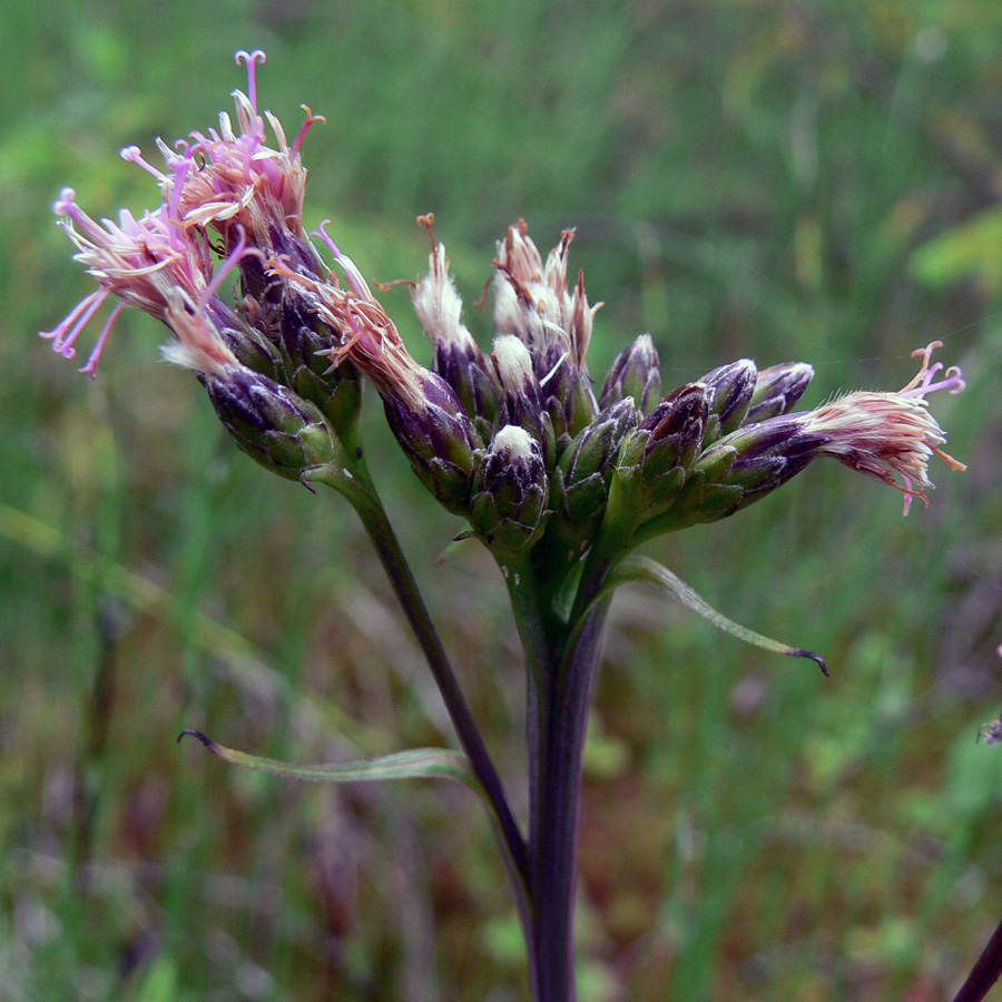 Image of Saussurea parviflora specimen.