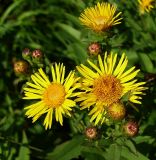 Inula aspera. Нераспустившиеся и распустившиеся соцветия-корзинки в разных стадиях цветения. Ростовская обл., дельта Дона, Задонье, окр. хутора Петровский. 23 июня 2011 г.