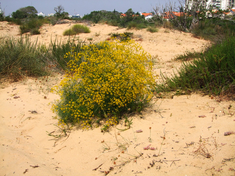 Image of Bilacunaria boissieri specimen.