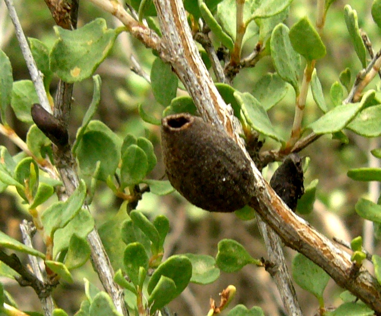 Image of Atraphaxis replicata specimen.