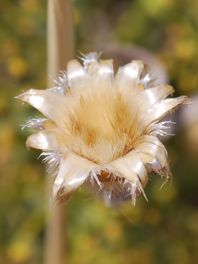 Image of Centaurea depressa specimen.