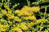 Solidago canadensis