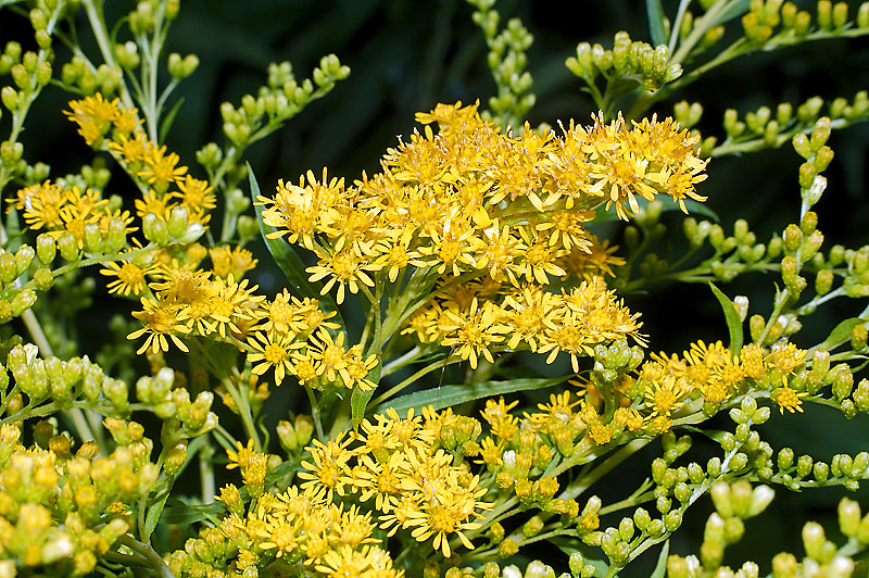 Изображение особи Solidago canadensis.