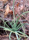 Asphodeline lutea. Вегетирующее зимующее растение. Крым, гора Северная Демерджи, склон яйлы. 5 ноября 2011 г.