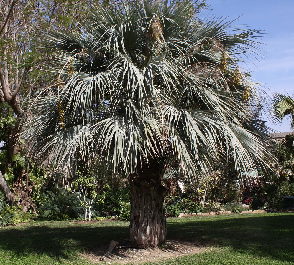 Image of Brahea armata specimen.