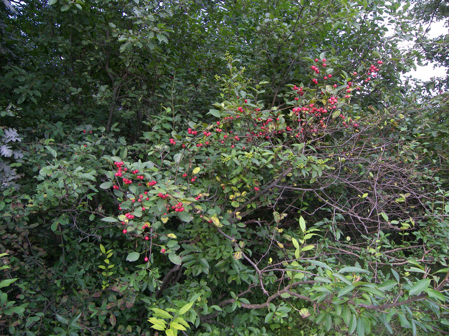 Image of Cotoneaster meyeri specimen.