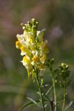 Linaria ruthenica. Соцветие. Ростовская обл., Мясниковский р-н, окр. с. Стоянов, долина р. Тузлов. 17.09.2011.