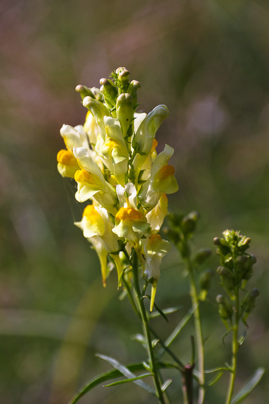 Изображение особи Linaria ruthenica.