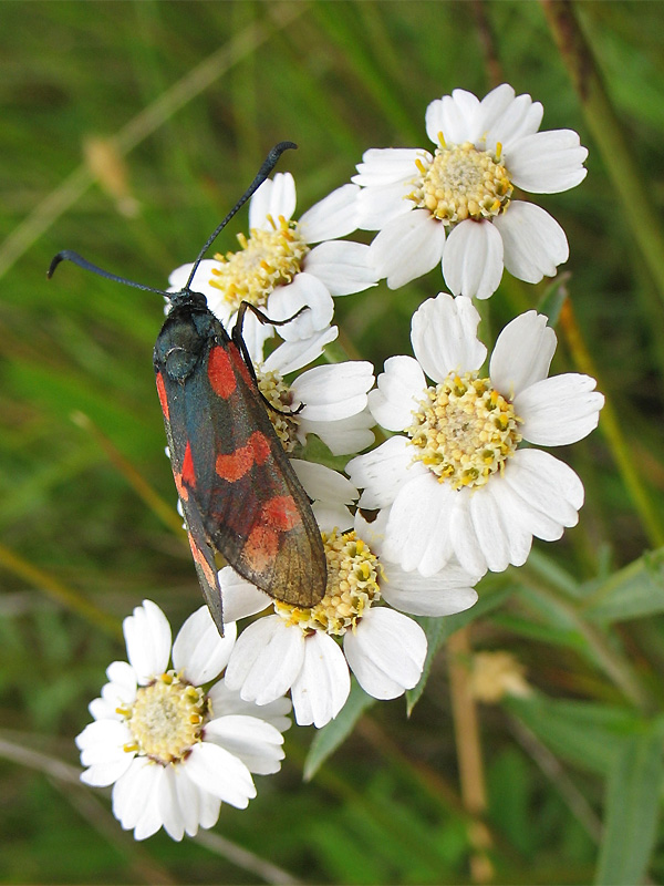 Image of Achillea ptarmica specimen.