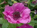 Anemone coronaria. Цветок. Московская обл., Раменский р-н, окр. дер. Хрипань, дачный участок. 23.07.2004.