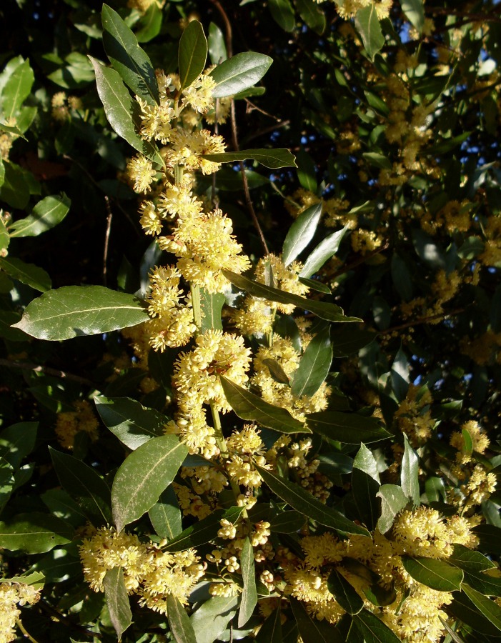 Изображение особи Laurus nobilis.