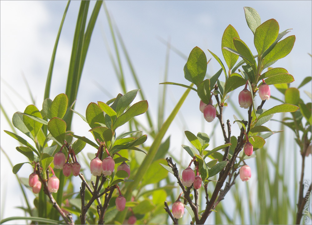 Image of Vaccinium uliginosum specimen.