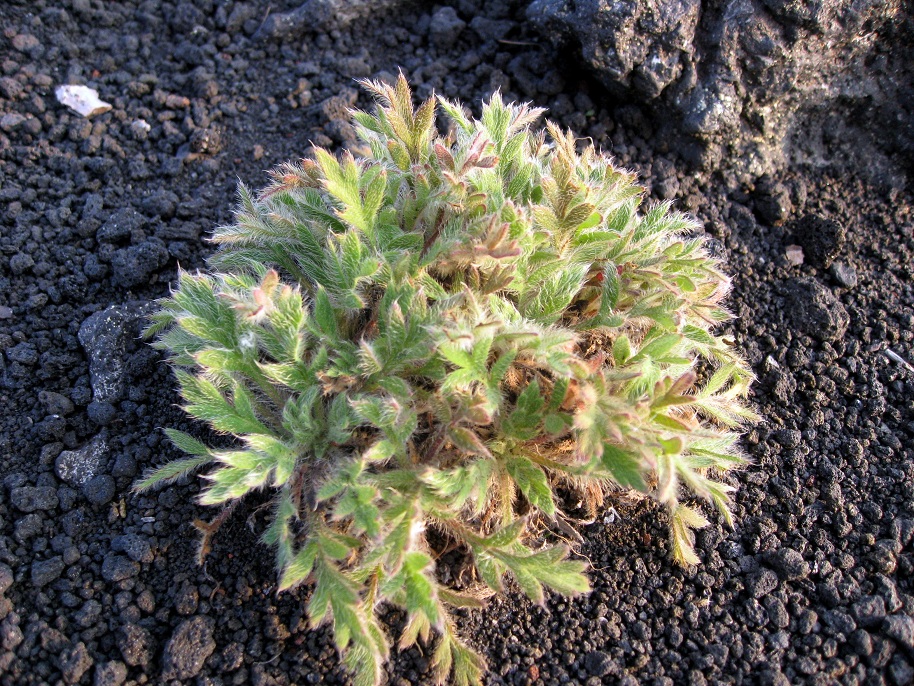 Image of genus Papaver specimen.