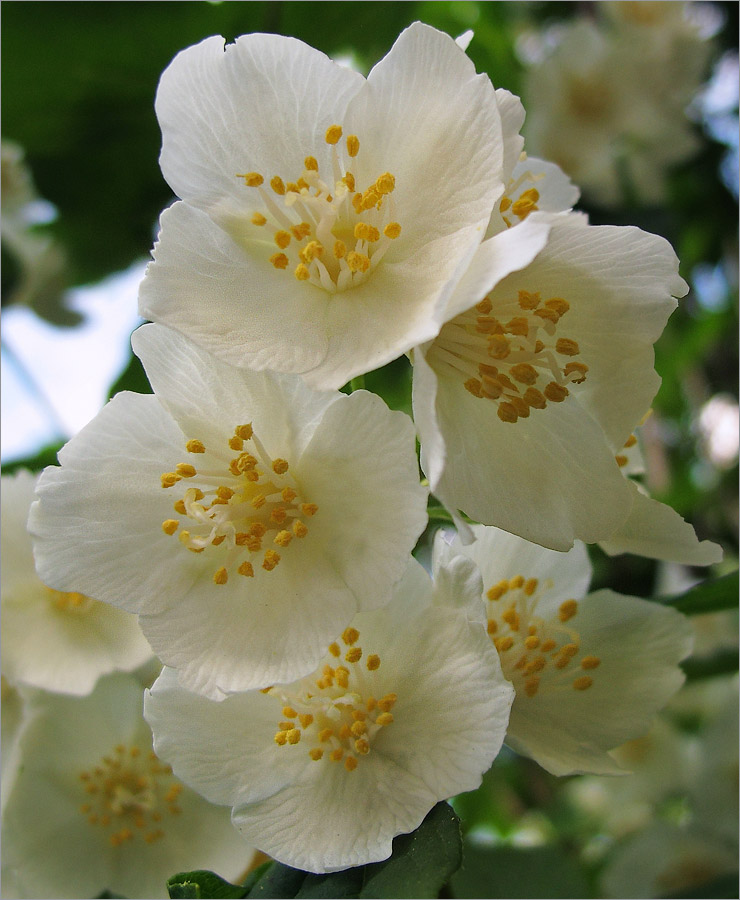 Изображение особи Philadelphus coronarius.