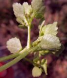 Chrysosplenium oppositifolium