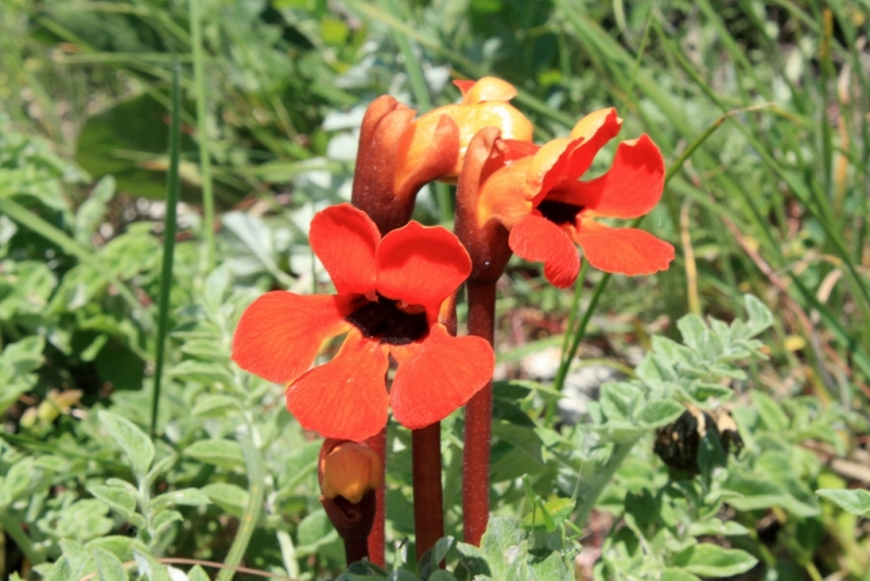 Image of Phelypaea coccinea specimen.