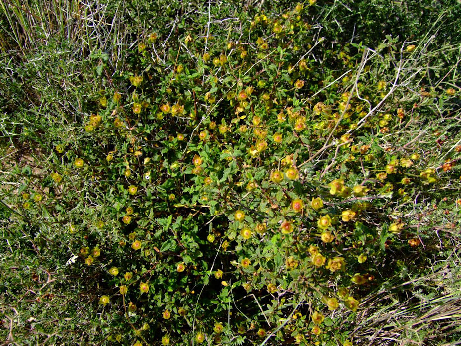 Изображение особи Cistus salviifolius.