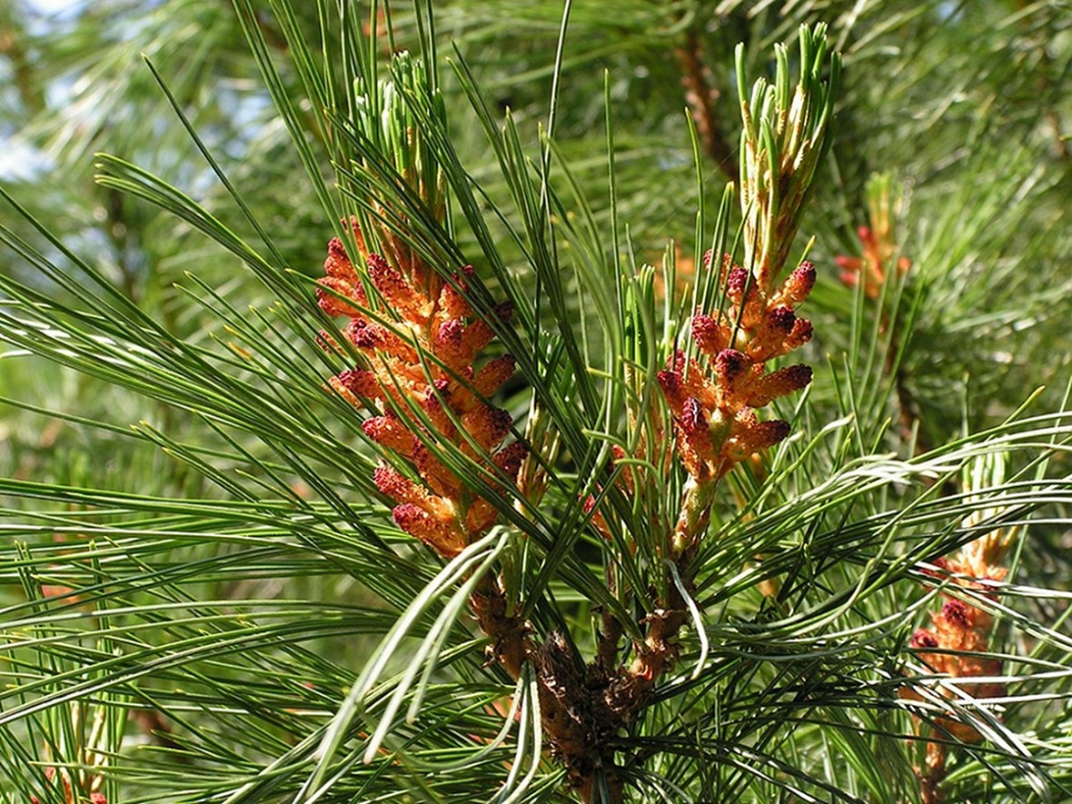 Изображение особи Pinus pumila.