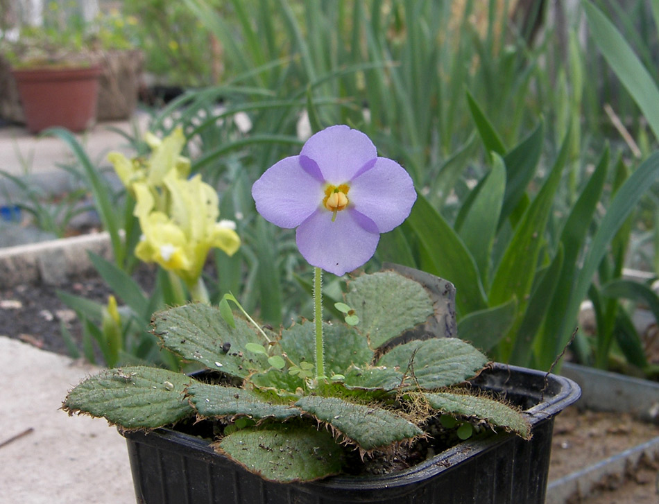 Image of Ramonda nathaliae specimen.