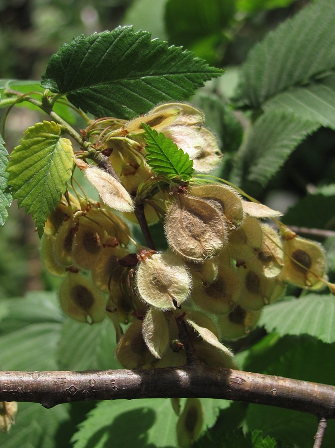 Изображение особи Ulmus laevis.