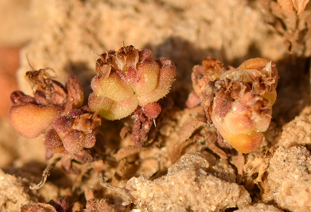 Изображение особи Plantago sarcophylla.