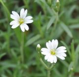 Cerastium arvense. Цветки. Московская обл., окр. г. Звенигород. 19.05.2012.