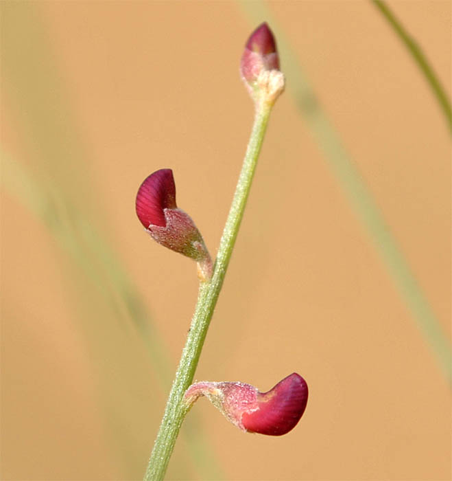 Image of Eremosparton aphyllum specimen.