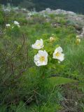 Rosa spinosissima. Цветущее растение. Крым, гора Северная Демерджи. 2 июня 2012 г.