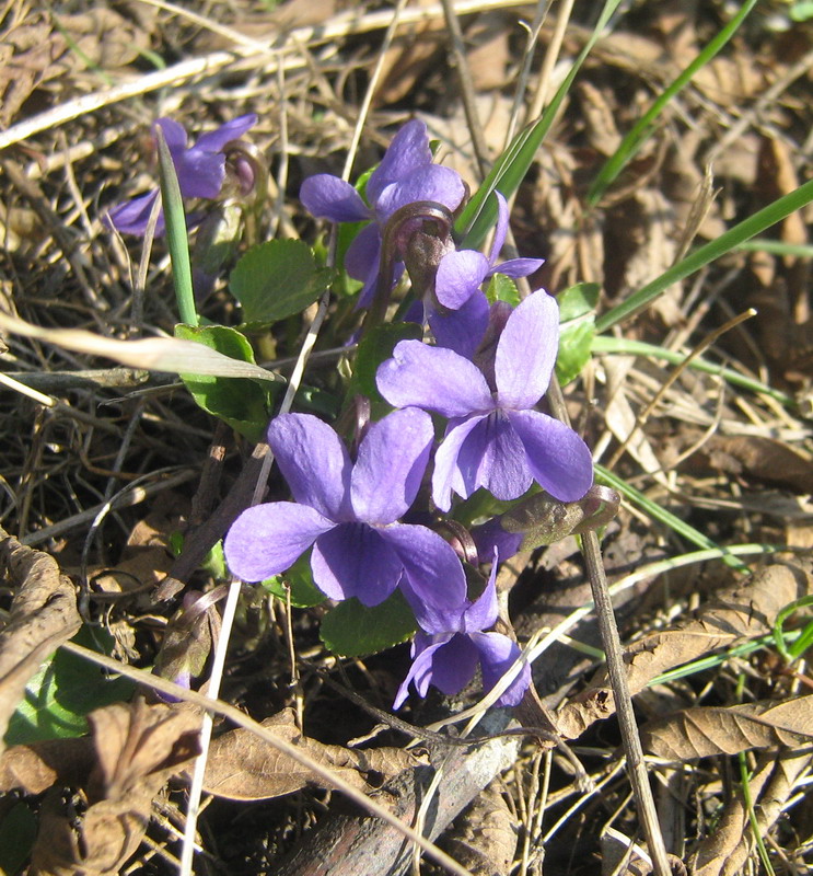 Image of Viola odorata specimen.