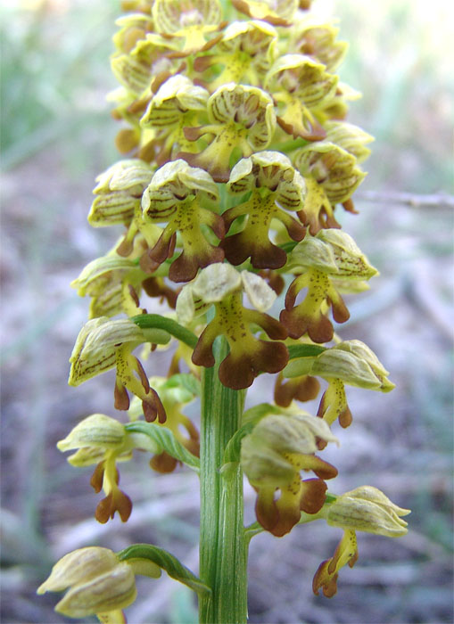 Изображение особи Orchis punctulata.