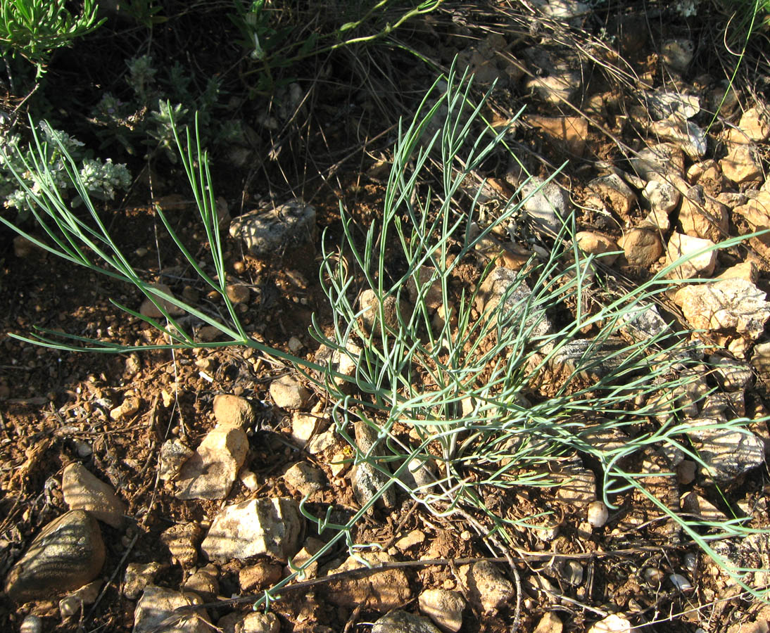 Image of Rumia crithmifolia specimen.