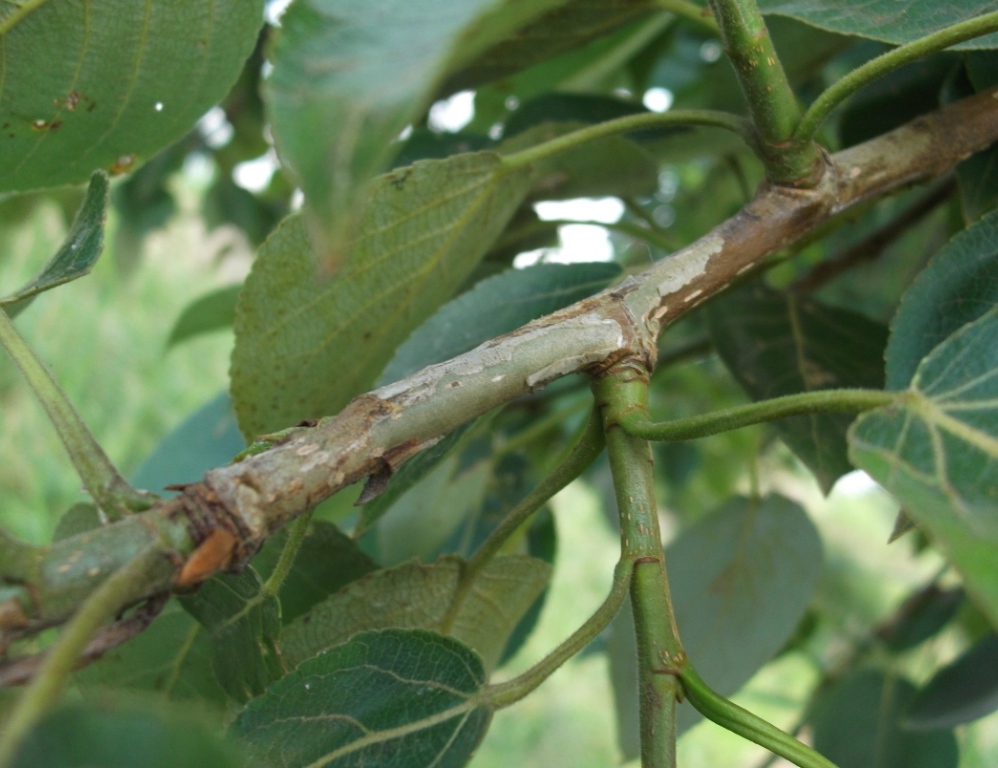 Image of Populus maximowiczii specimen.