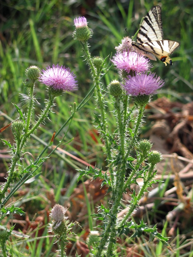 Image of Carduus acanthoides specimen.