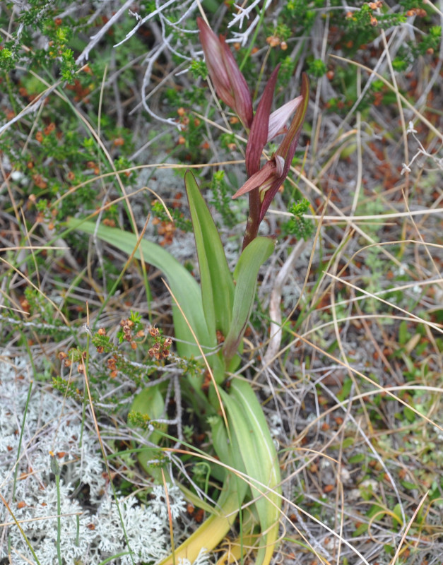 Изображение особи Serapias parviflora.