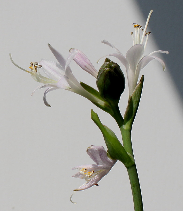 Изображение особи Hosta fortunei.