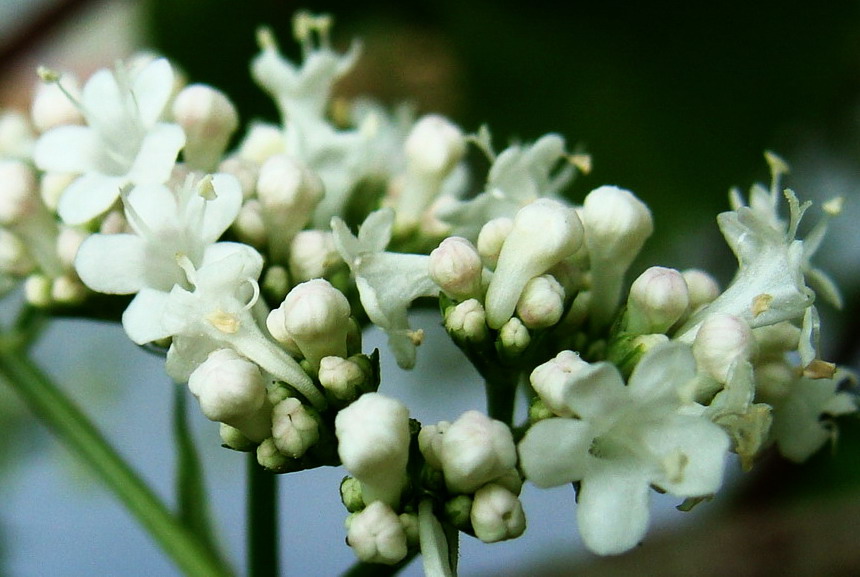 Изображение особи Valeriana transjenisensis.