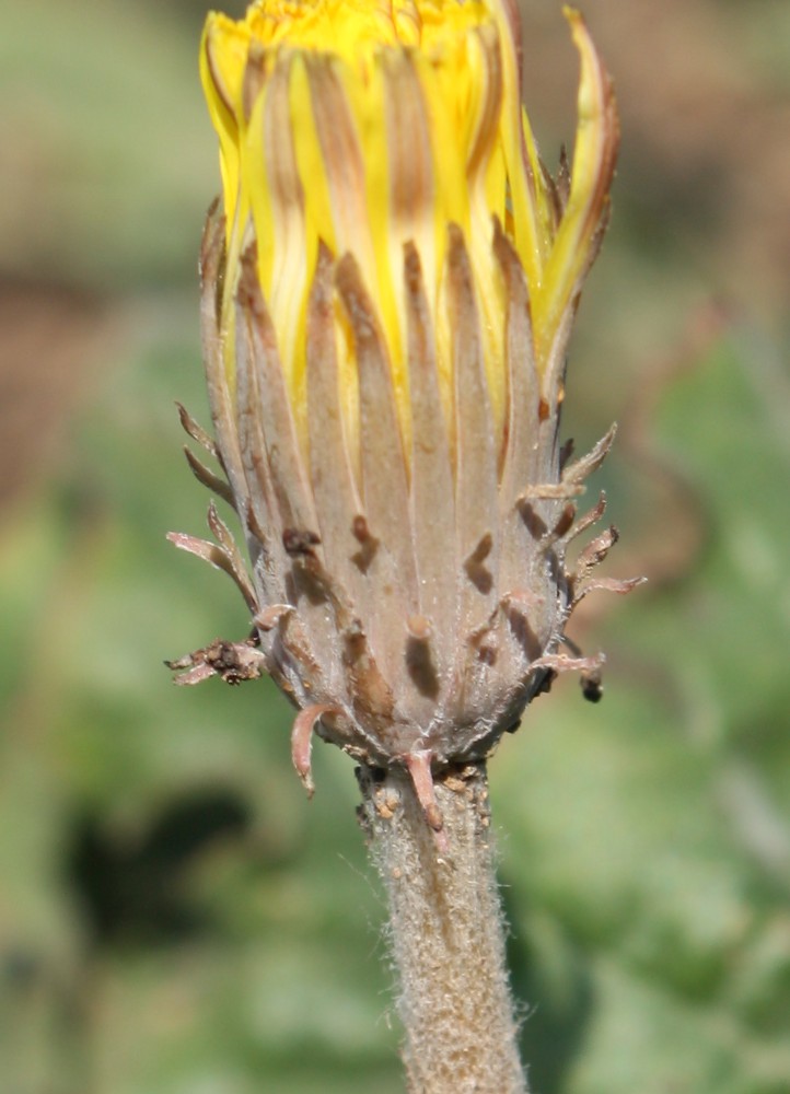 Изображение особи Taraxacum serotinum.