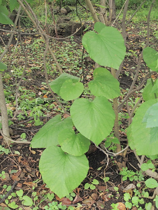 Image of genus Aristolochia specimen.