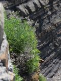 Crithmum maritimum. Растение с остатками высохших прошлогодних соплодий на скале у моря. Испания, Страна Басков, Бискайя, муниципалитет Бермео (Bermeo), о-в Гастелугаче (Gaztelugatxe). 13.06.2012.