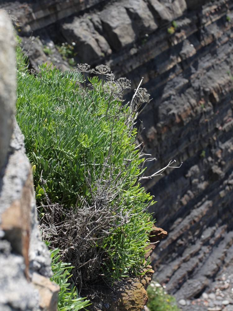 Изображение особи Crithmum maritimum.