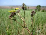 Potentilla recta. Верхушка цветущего растения. Ростовская обл., Персиановская степь, Аютинские склоны, верхняя часть правого коренного берега р. Аюта. 15.05.2012.