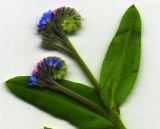 Myosotis arvensis. Верхушка стебля с соцветиями. Курская обл., Железногорский р-н, с. Разветье. 8 июня 2006 г.