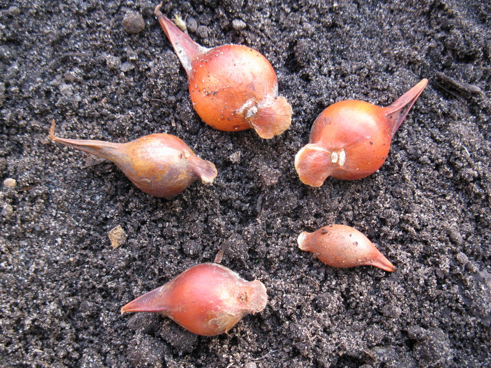 Изображение особи Tulipa hageri.