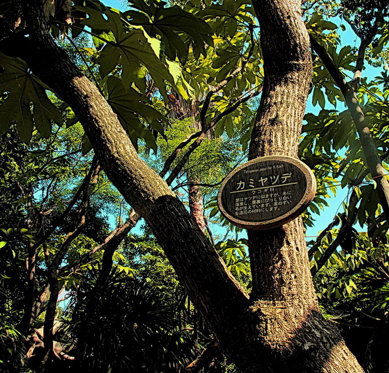 Image of Tetrapanax papyrifer specimen.