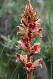 Orobanche gracilis. Соцветие. Испания, Страна Басков, Алаба, окр. сельского поселения Гопеги, сухой луг на опушке можжевелово-дубового редколесья. 08.06.2012.