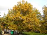 Quercus cerris. Растение с листьями в осенней окраске. Южный берег Крыма, Никитский ботанический сад. 28 ноября 2012 г.