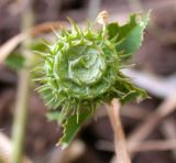 Medicago granadensis