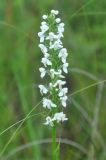 Image of taxon representative. Author is Марина Скотникова