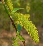 Salix triandra. Мужское соцветие. Чувашия, окр. г. Шумерля, пойма р. Сура, Наватские пески. 9 мая 2009 г.