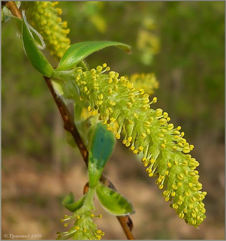 Image of Salix triandra specimen.